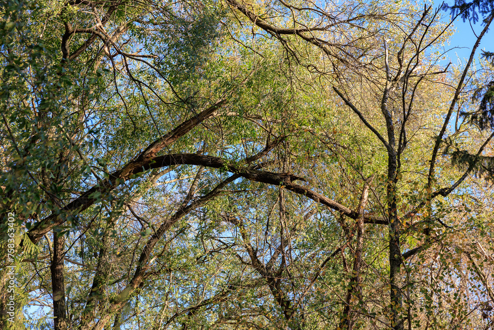 A tree with a branch that is bent over and has moss growing on it A tree with a branch that is bent over and has moss growing on it