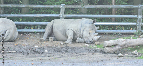 white rhinoceros in latin ceratotherium simum in the zoo
