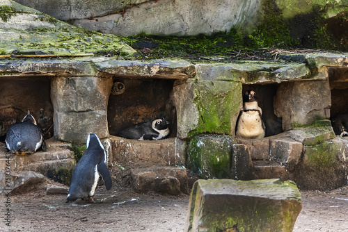 Photography African penguins in Amsterdam Artis Zoo