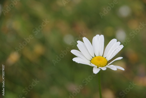 a daisy in the field