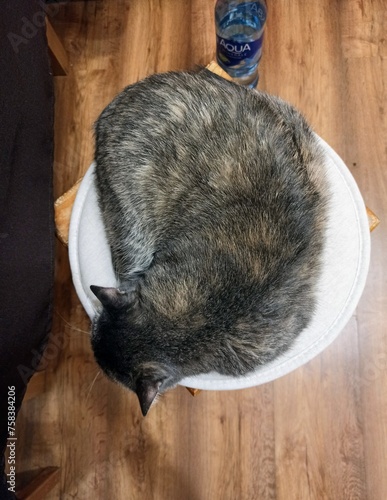 Gray cat sleeps on a white soft chair pad in the kitchen. The cat is sleeping.