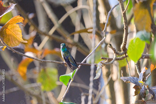 green and blue hummingbird on a branch and flying photo