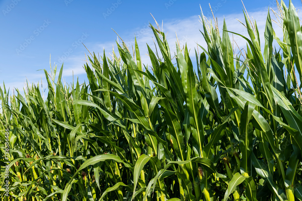 Obraz premium a field with a harvest of unripe green corn