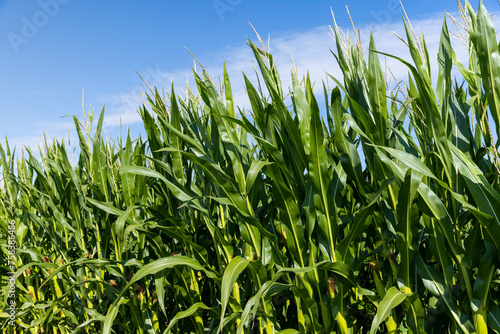 a field with a harvest of unripe green corn