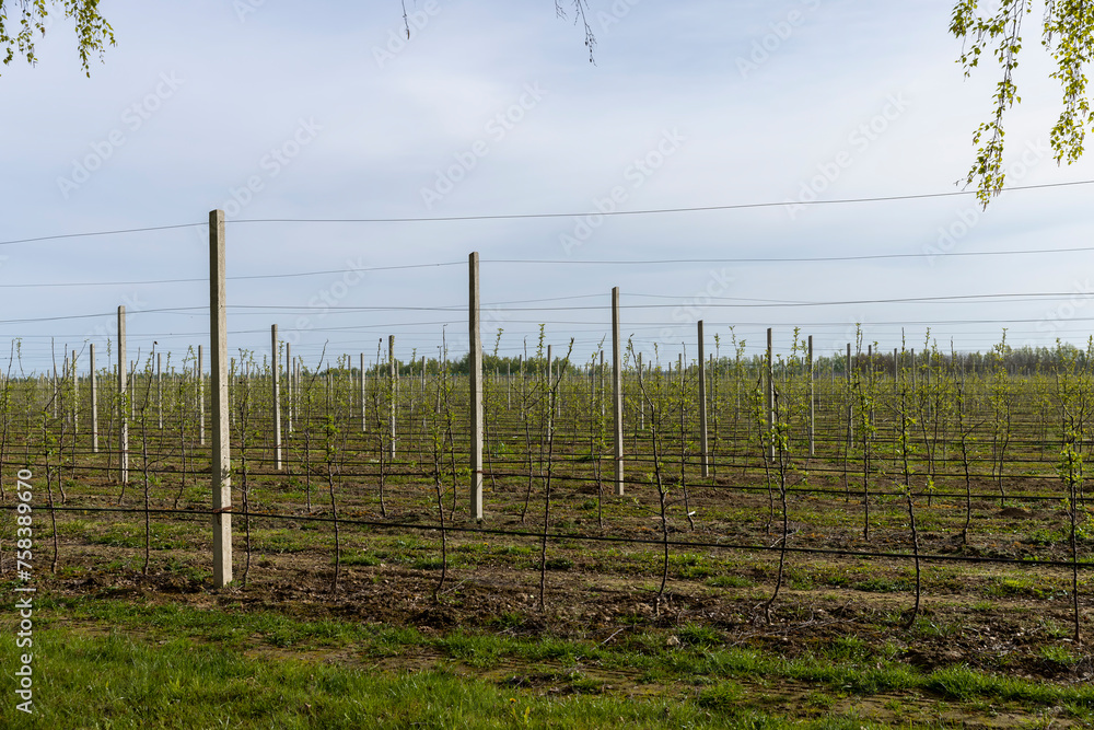 young apple trees in the orchard with the first foliage in spring young apple trees in the orchard with the first foliage in spring