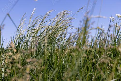 green grass in sunny weather in the field photo