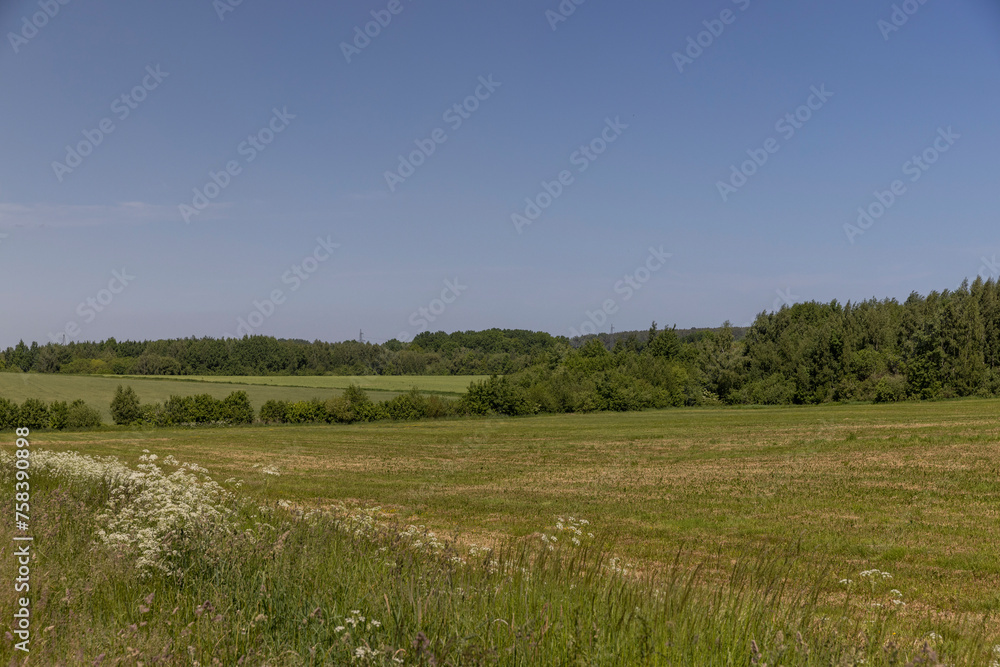 Obraz premium grass and flowers weeds growing in the field in the summer