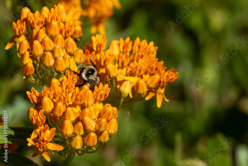 Bee Pollinates Butterfly Milkweed Blooms © kellyvandellen