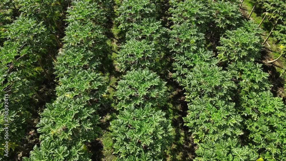 Aerial of a Papaya plantation in big island, hawaii. 4K AERIAL video footage. Aerial of a Papaya plantation in big island, hawaii. 4K AERIAL video footage.