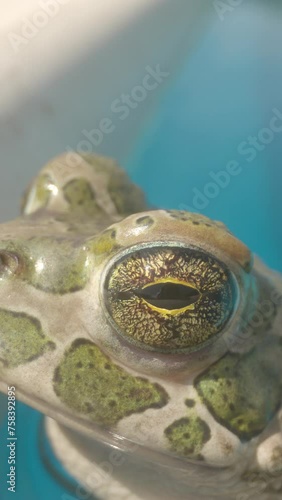 A toad on the side of a swimming pool in vertical photo