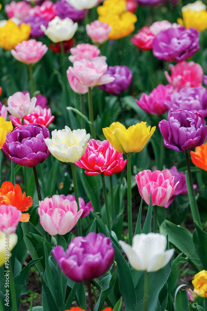 Colorful tulips grow on flowerbed in spring time. Selective focus. Close up. Vertical orientation.
