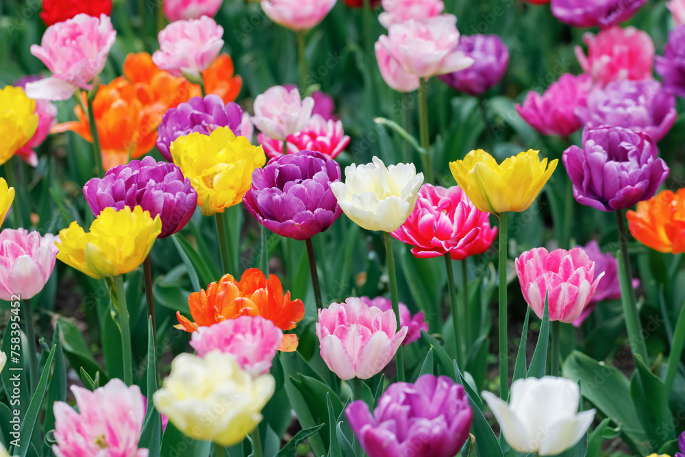 Blooming fresh colorful tulips in spring time grow on flowerbed. Selective focus.