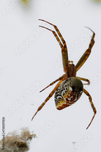 Cyrtophora moluccensis spider hanging on web photo