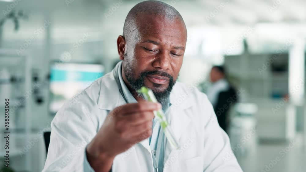 Scientist, man and test tube with plant in laboratory for sample inspection, growth progress and gmo engineering. Biotechnology, african expert and pharmaceutical research for sustainable medicine Scientist, man and test tube with plant in laboratory for sample inspection, growth progress and gmo engineering. Biotechnology, african expert and pharmaceutical research for sustainable medicine