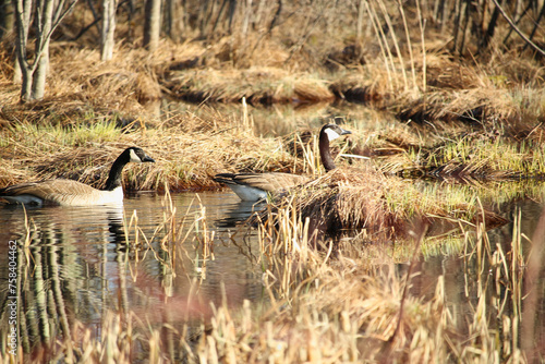 Canada Geese swimming in marsh pond, New England, US