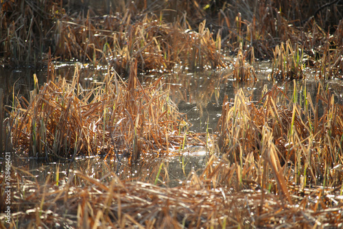 Dry yellow reed in marshland in autumn