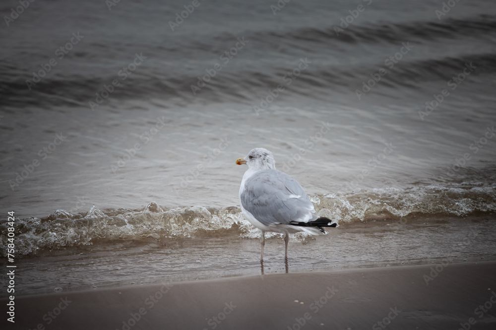 Selective blur on a herring gull standing on the waters of Baltic sea in Garciems Latvia on a foggy afternoon. The european herring gull, Larus argentatus, is a seabird, endemic to Europe. Selective blur on a herring gull standing on the waters of Baltic sea in Garciems Latvia on a foggy afternoon. The european herring gull, Larus argentatus, is a seabird, endemic to Europe.