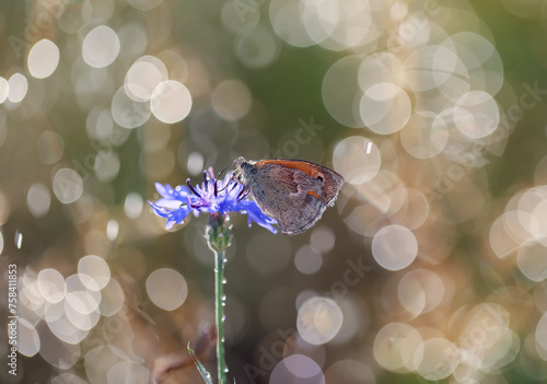A beautiful butterfly on a cornflower in the morning dew. Macro