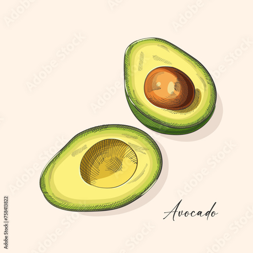Avocado. Hand drawn watercolor painting. Vector illustration.
