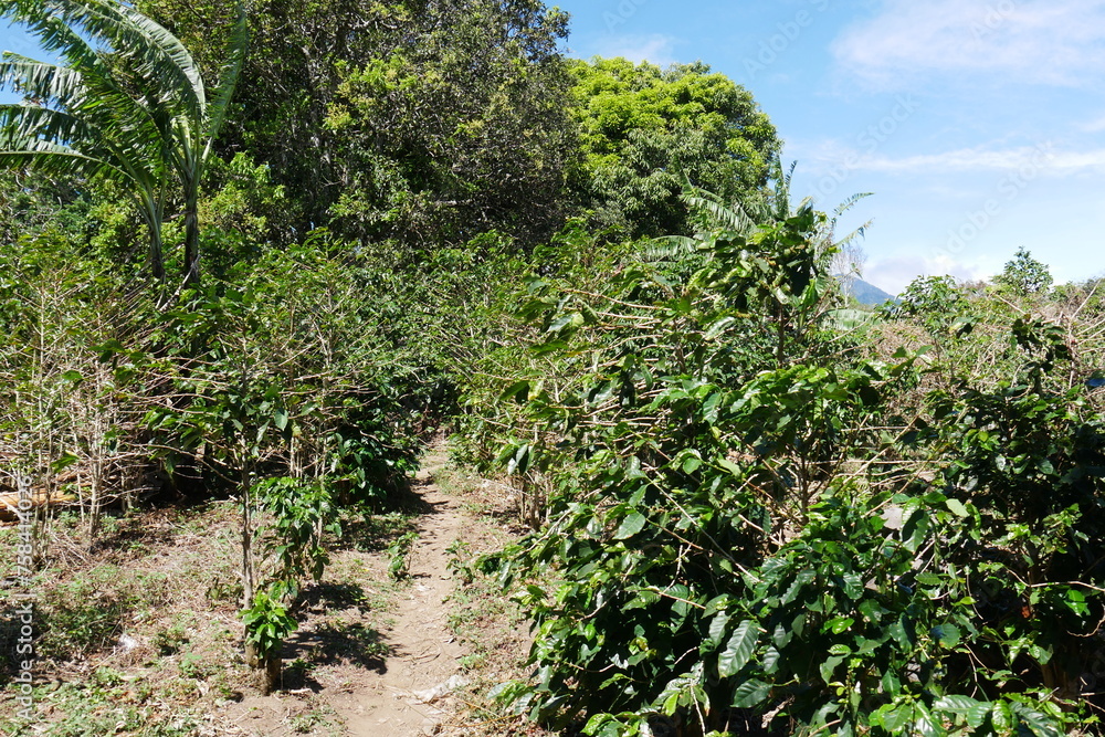 Kaffeeplantage mit Kaffeepflanzen in Boquete in Panama