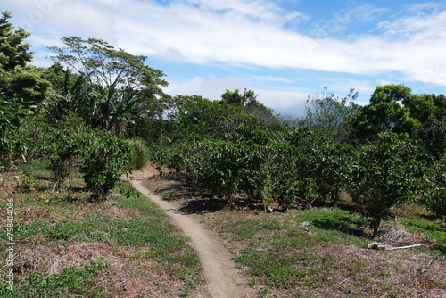 Kaffeeplantage in Bajo Boquete