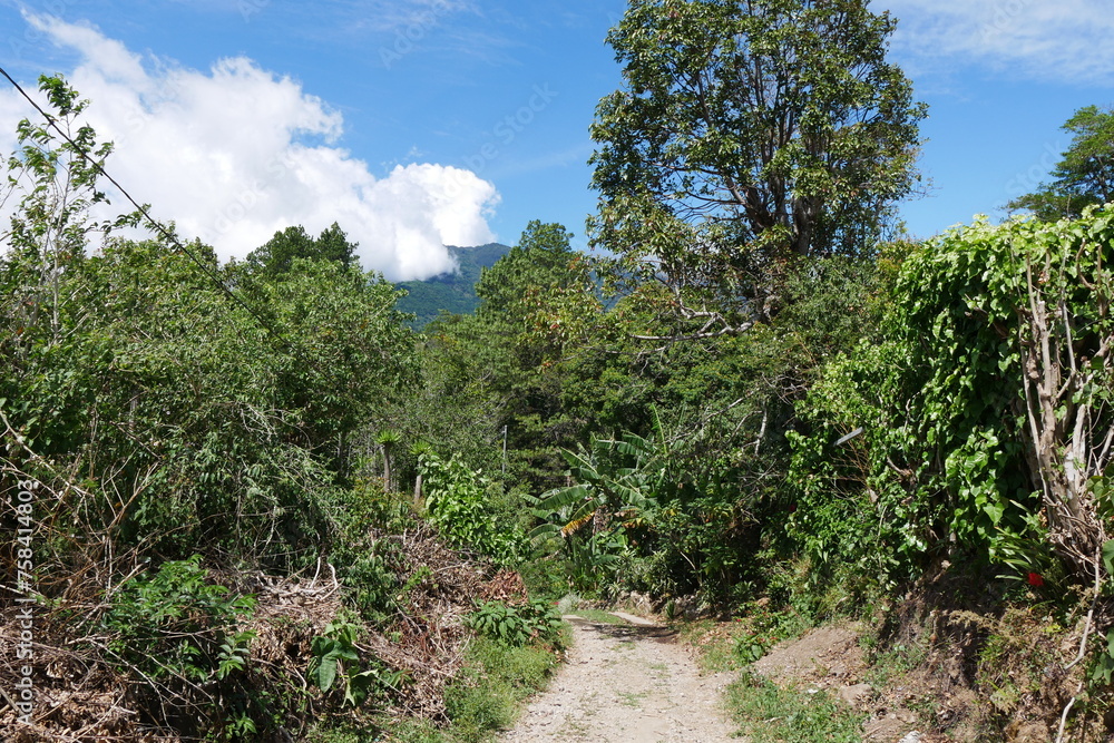 Weg durch tropische Berglandschaft mit Urwald und Banananpflanzen in Boquete in Panama
