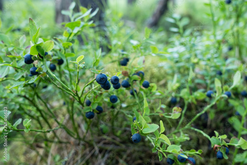 Closeup of ripe European blueberry fruits on a summer day in a boreal forest in Estonia Closeup of ripe European blueberry fruits on a summer day in a boreal forest in Estonia