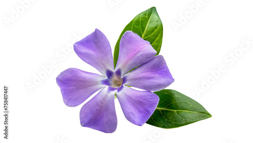 Purple Periwinkle Flower Isolated on Transparent Background.