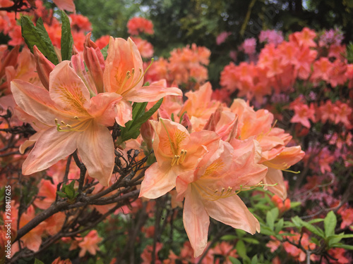 Orange Rhododendron flowers in the Botanical Garden, Tartu, Tartumaa, Estonia, May 2019	 photo