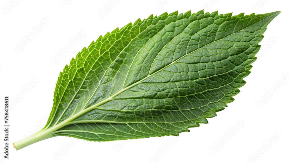 Fototapeta premium Green leave. isolated on transparent background.