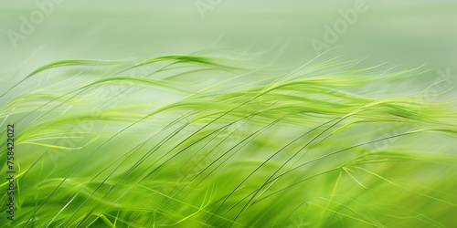 Abstract spring grass background with fresh long grassy field on a windy summer day. Blue sky and nostalgic beach grass art for copy space by Vita