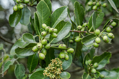 Santalum paniculatum, ʻIliahi in Hawaiian. Royal Hawaiian Sandalwood.   Puʻu Huluhulu is a volcanic cone and kīpuka,Island of Hawaii in the State of Hawaii. photo