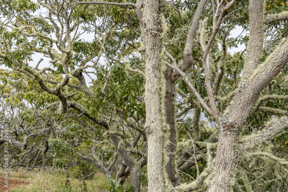 Fototapeta premium Acacia koa, commonly known as koa, is a species of flowering tree in the family Fabaceae. Puʻu Huluhulu is a volcanic cone and kīpuka,Island of Hawaii in the State of Hawaii.