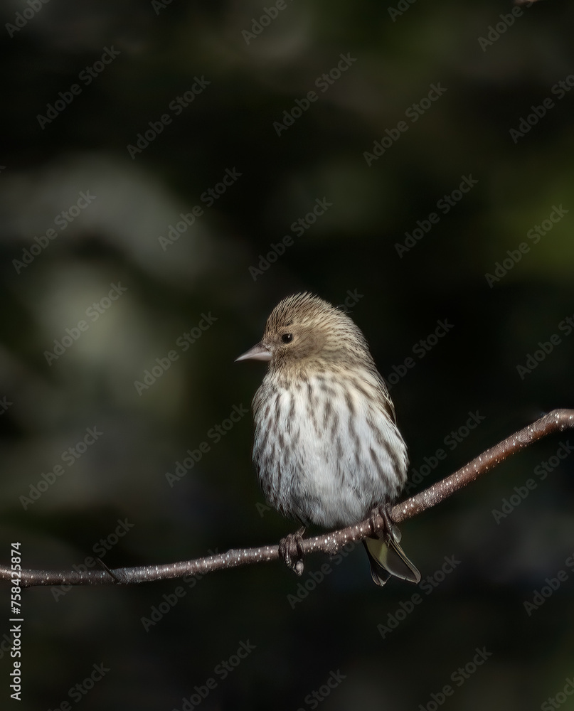 Closeup Pine Siskin finch perched on a branch with dark forest background Closeup Pine Siskin finch perched on a branch with dark forest background