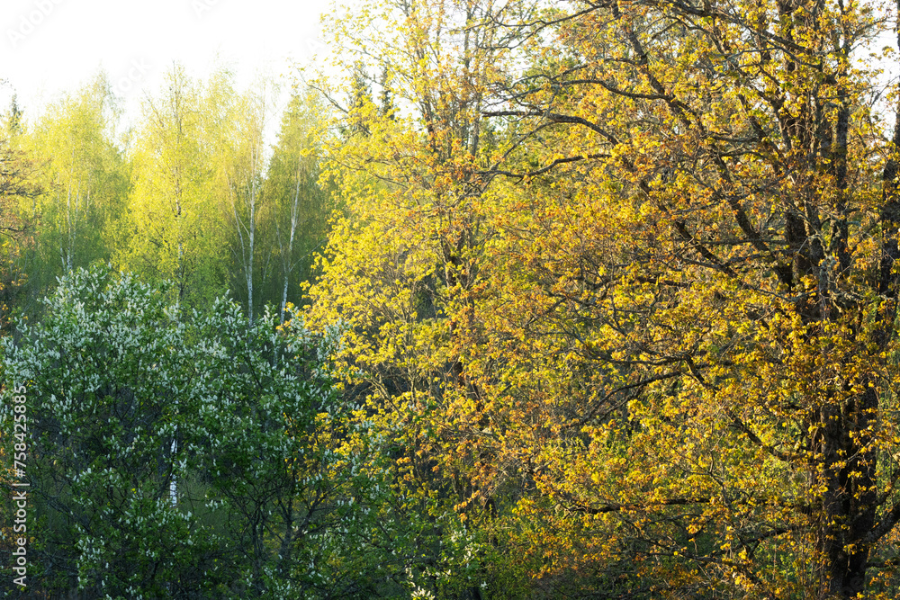 Fresh leaves with different green colors and Bird cherry flowers on a late spring evening in rural Estonia, Northern Europe Fresh leaves with different green colors and Bird cherry flowers on a late spring evening in rural Estonia, Northern Europe