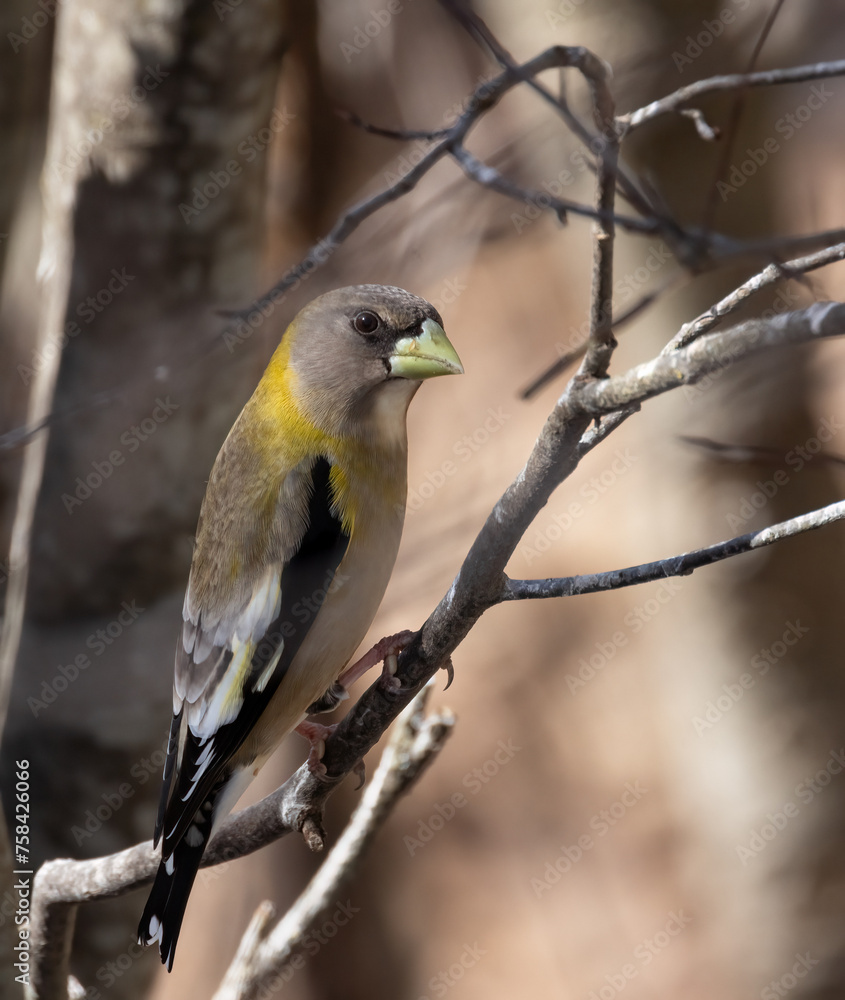 Profile view closeup of an Evening Grosbeak female or immature male in Algonquin Park in March Profile view closeup of an Evening Grosbeak female or immature male in Algonquin Park in March