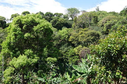 Tropischer Regenwald in Boquete in Panama