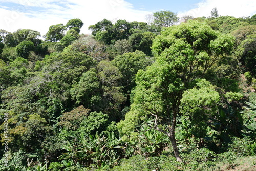Tropischer Regenwald bei Boquete in Panama
