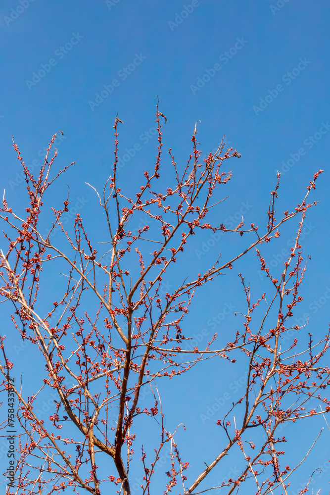 Fototapeta premium branches against blue sky