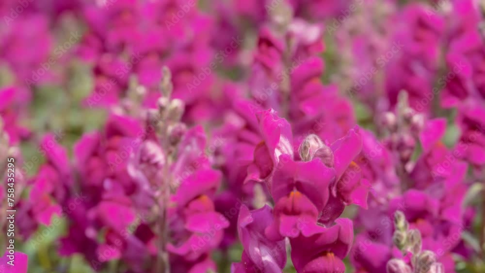 Garden full of pink snapdragon flowers. Close up, slow motion. Natural background. Garden full of pink snapdragon flowers. Close up, slow motion. Natural background.