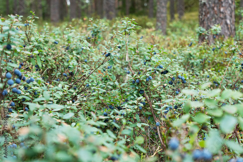 Ripe Bog bilberries in the middle of shrubs on a late summer day in a boreal forest in Estonia, Northern Europe