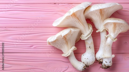 Oyster mushroom pleurotus ostreatus on serene and tranquil pastel colored background
