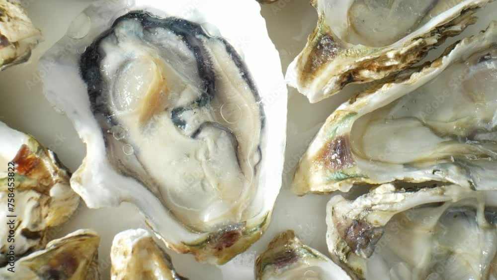 Oysters: Shells are rough, irregular, made of calcium carbonate. Vary in color and texture by species and environment. Some smooth, shiny others rough with barnacles. Interior often smooth and pearly. Oysters: Shells are rough, irregular, made of calcium carbonate. Vary in color and texture by species and environment. Some smooth, shiny others rough with barnacles. Interior often smooth and pearly.
