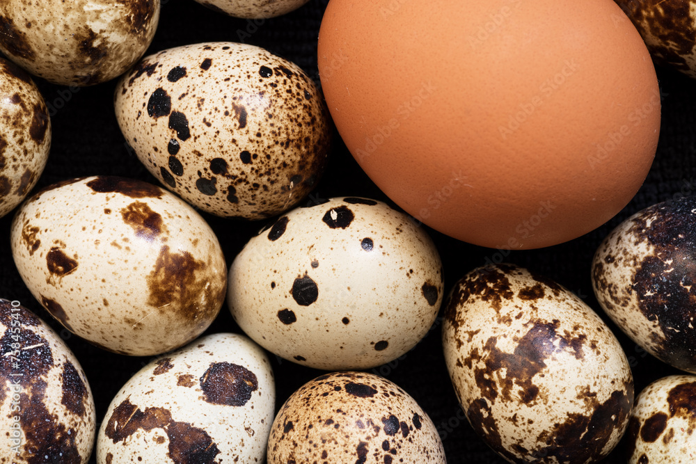 Brown Chicken Egg And Multiple Speckled Quail Eggs Brown Chicken Egg And Multiple Speckled Quail Eggs