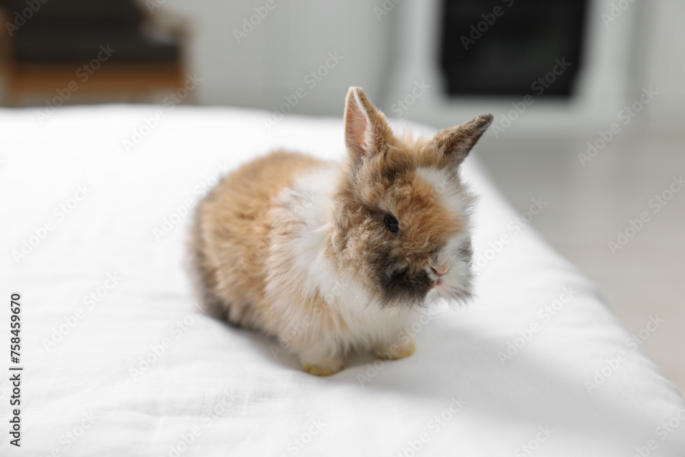 Cute fluffy pet rabbit on bed indoors