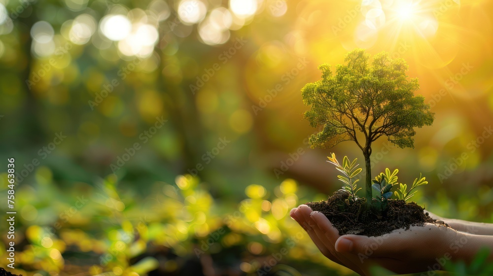 hand holding tree on green nature with sunshine background. evironment eco earth day concept - obrazy, fototapety, plakaty 