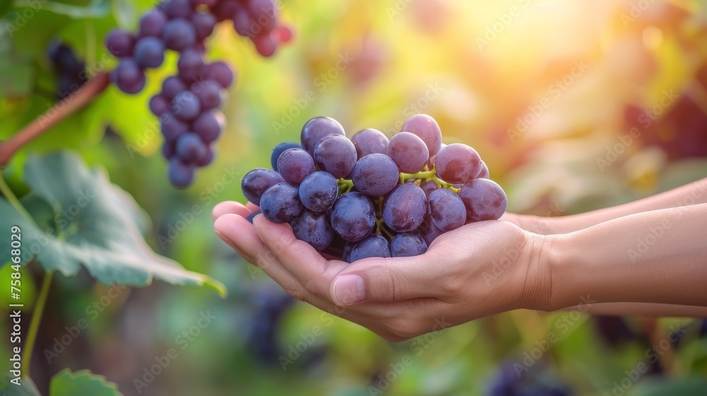 Hand holding fresh grapes with selective focus on grapes, blurred background with copy space