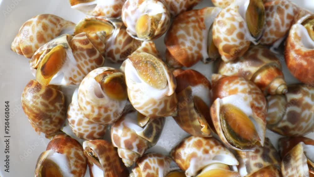 Spotted babylon, a sea snail abundant in Southeast Asian coastal waters, notably Thailand. Valued in Thai cuisine for its tender texture and delicate flavor, commonly used in diverse dishes. 4K HDR.
Spotted babylon, a sea snail abundant in Southeast Asian coastal waters, notably Thailand. Valued in Thai cuisine for its tender texture and delicate flavor, commonly used in diverse dishes. 4K HDR.
