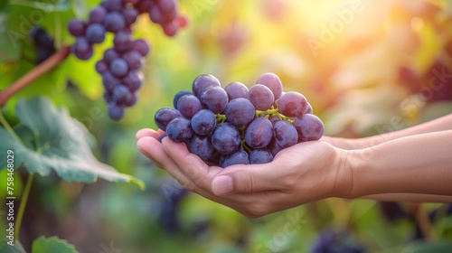 Hand holding fresh grapes with selective focus on grapes, blurred background with copy space