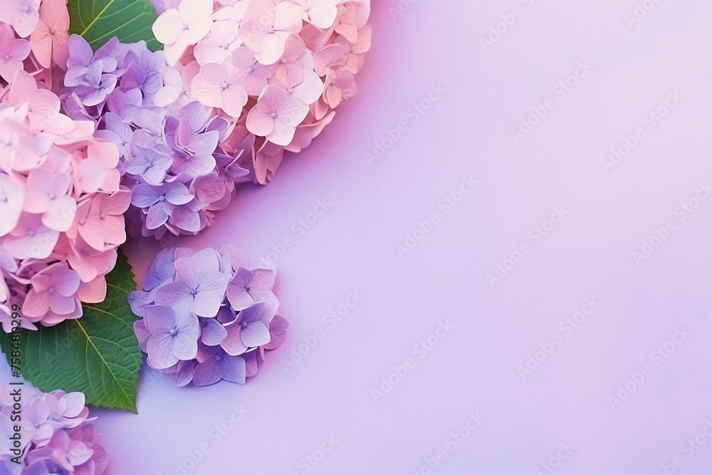Obraz premium 紫陽花と紫の背景